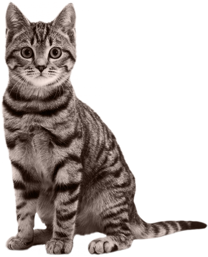 cat_brown_transparent_background_for_dark_bgs