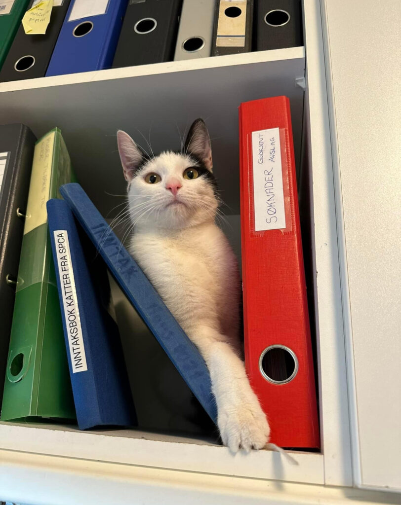 IMG_4453 En hvit katt med litt sort på som sitter i en hylle mellom permer og bøker